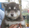 Alaskan Malamute