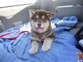 Alaskan Malamute