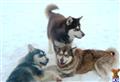 Alaskan Malamute