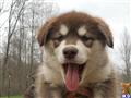 Alaskan Malamute
