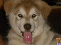 Alaskan Malamute
