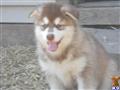 Alaskan Malamute
