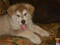 Alaskan Malamute