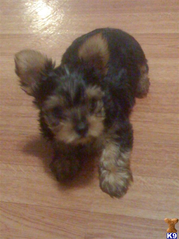 yorkie breeders nj yorkie breeders in nj image search results yorkie breeders nj yorkie breeders in nj image search results
