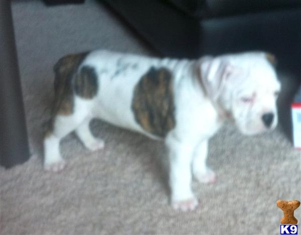 Old English Bulldog Puppies in WA