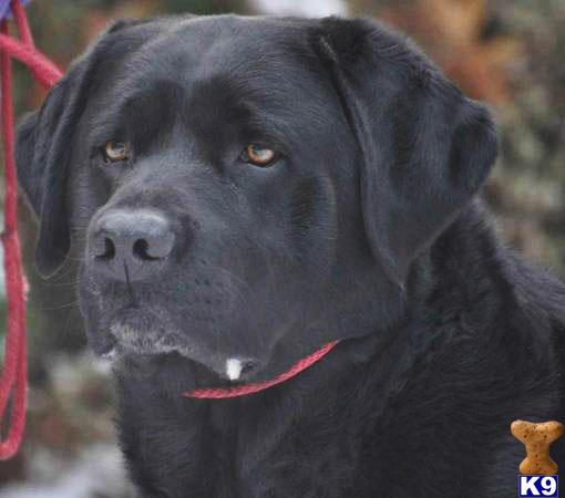 Stud Dogs - Labrador Retriever