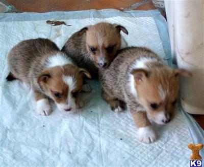 Portuguese Podengo Puppies for Sale
