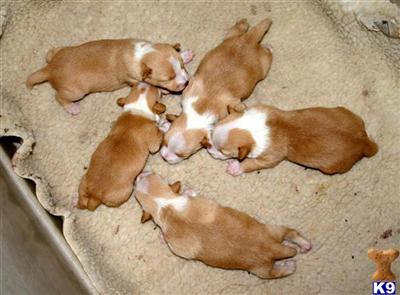 Portuguese Podengo Puppies for Sale
