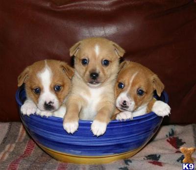 Portuguese Podengo Puppies for Sale