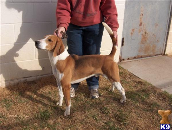 Dogs for Sale in TX