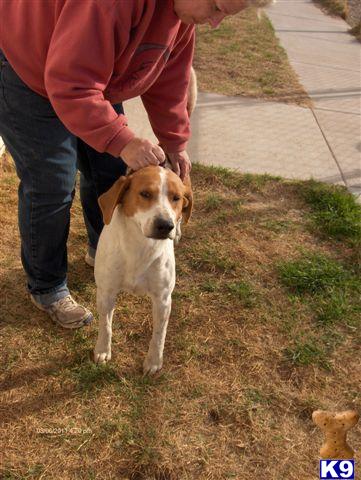 Dogs for Sale in TX