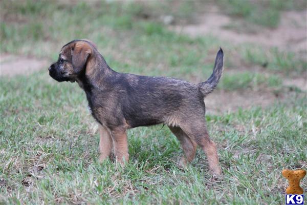 Puppies in Azle