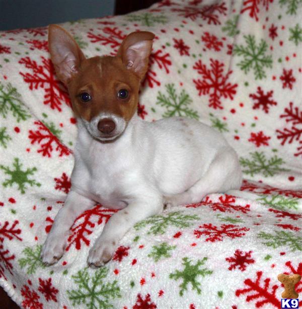 Portuguese Podengo Puppies