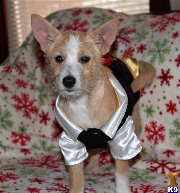 Portuguese Podengo Puppies