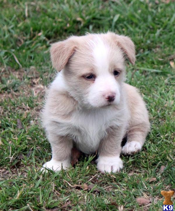 Puppies in Azle