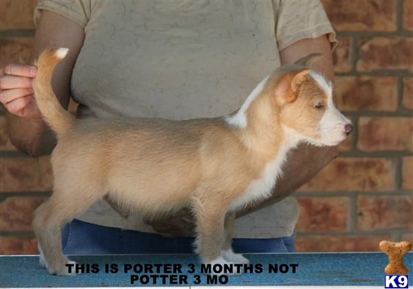 Puppies in Azle