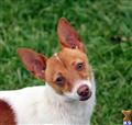 Portuguese Podengo