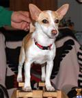 Portuguese Podengo