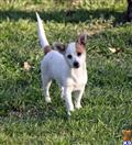 Portuguese Podengo