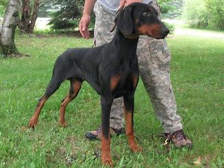 Dogs - Doberman Pinscher