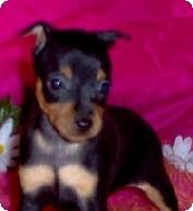 Miniature Pinscher Puppies for Sale