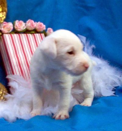 Jack Russell Terrier Puppies for Sale