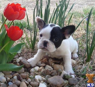 French Bulldog Puppies for Sale