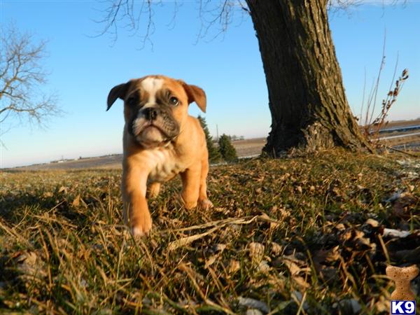 Puppies in Garner