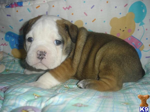 Puppies in Garner