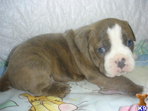 Puppies in Garner