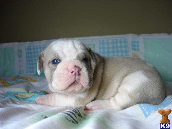 Puppies in Garner