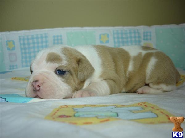 Old English Bulldog Puppies