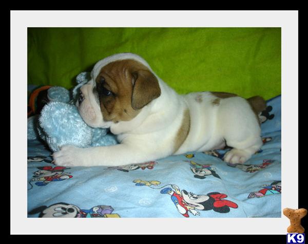 Old English Bulldog Puppies