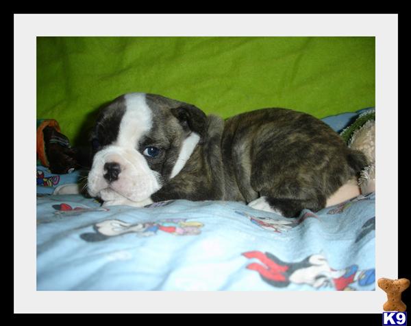 Old English Bulldog Puppies