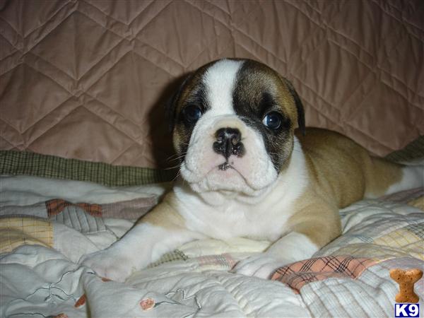 Old English Bulldog Puppies