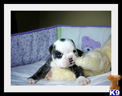 Old English Bulldog Puppies
