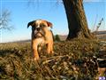 Old English Bulldog