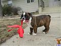 Old English Bulldog