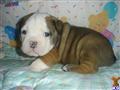 Old English Bulldog