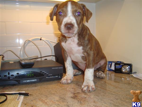 Puppies in Mount kisco