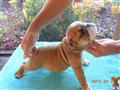 Bulldog