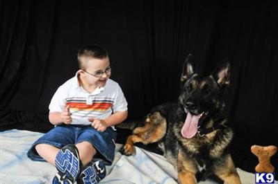 Stud Dogs - German Shepherd