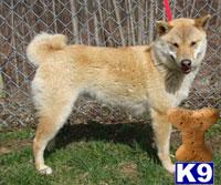 Dogs for Sale in NJ