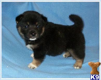 Shiba Inu Puppies for Sale