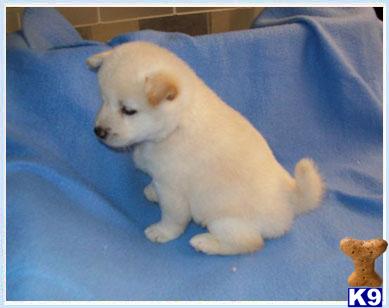 Shiba Inu Puppies for Sale