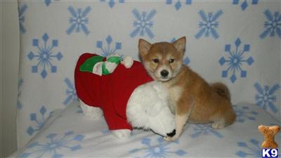 Shiba Inu Puppies for Sale
