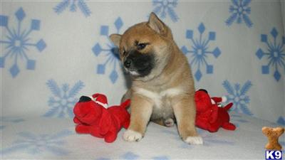 Shiba Inu Puppies for Sale