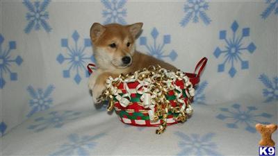 Shiba Inu Puppies for Sale