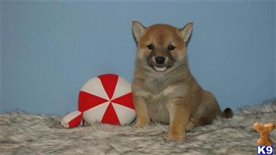 Shiba Inu Puppies for Sale