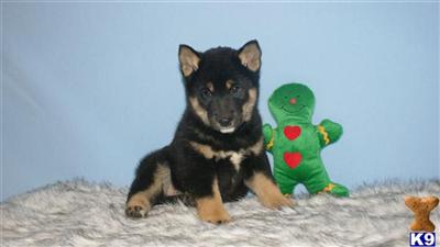 Shiba Inu Puppies for Sale